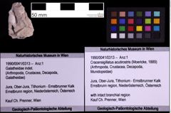 Foto (Objekt + Etiketten) von Cracensigillatus acutirostris (Moericke, 1889) (NHMW-GEO-1990-0041-0313)